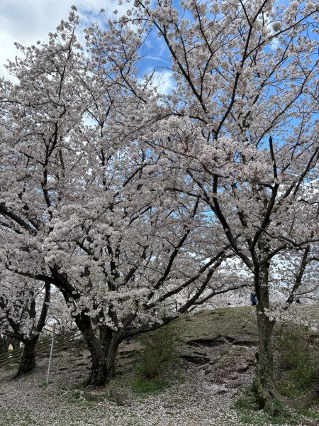 1.sakura.jpg