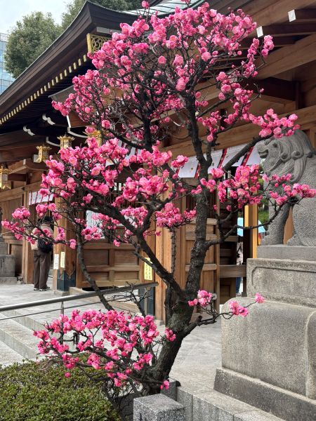 1.ume.jpg
