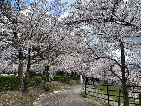 2.sakura.JPG