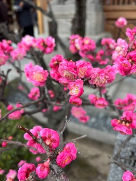 2.ume.jpg