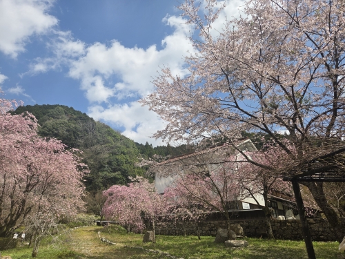 20260405_sakura125317.jpg