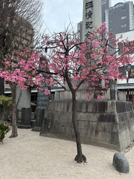 3.sakura.jpg