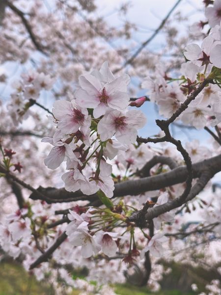 3.sakura.jpg