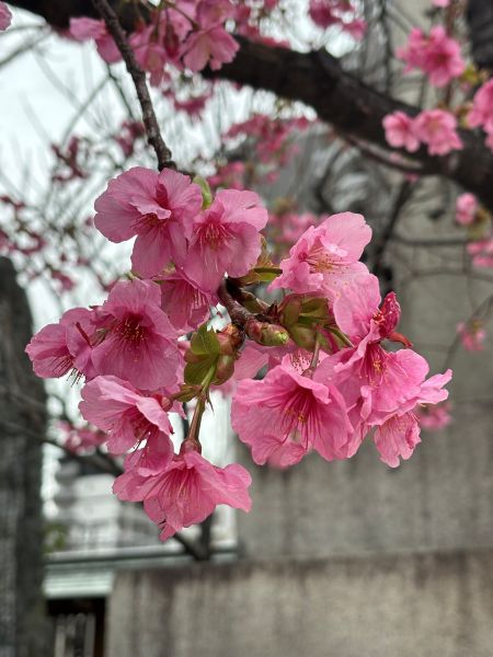 4.sakura.jpg