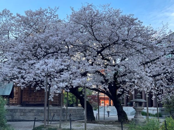 sakura1.JPG