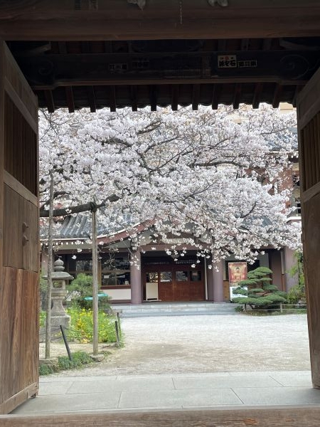 sakura2.JPG
