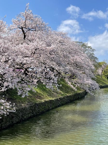 sakura3.JPG