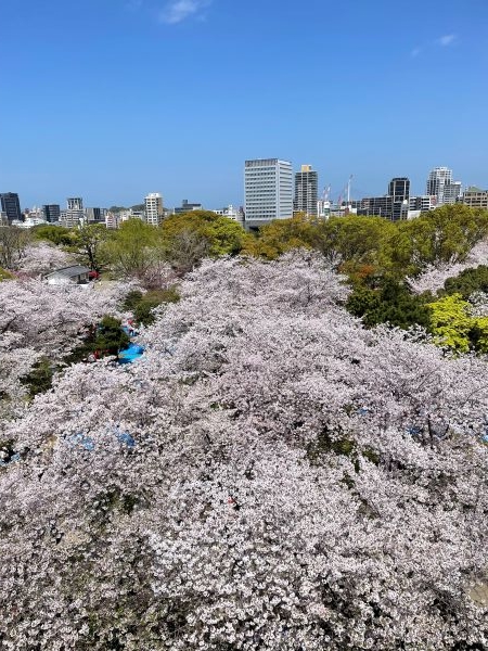 sakura4.JPG