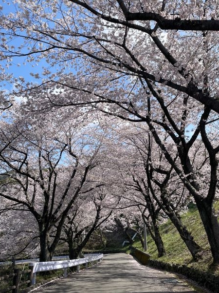 sakura5.JPG