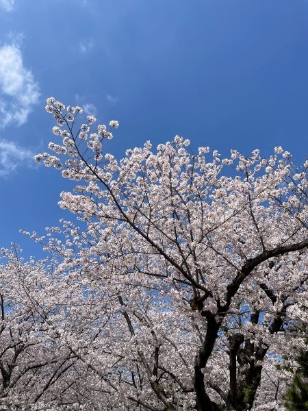 sakura6.JPG