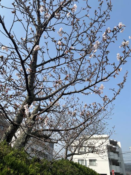 sakura.jpg